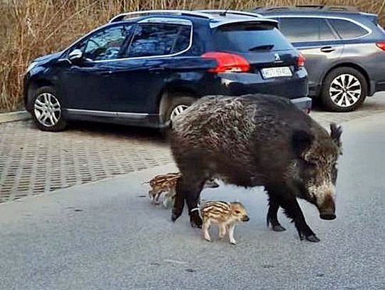 Ile dzików zastrzelono w Józefowie?