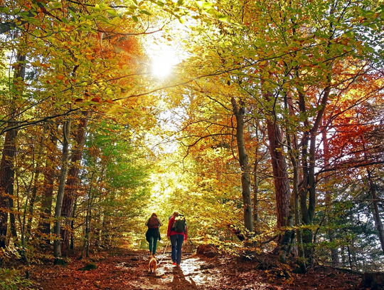 Jesienny spacer i szkolenie dla mieszkańców Wawra Jesienny spacer i szkolenie dla mieszkańców Wawra