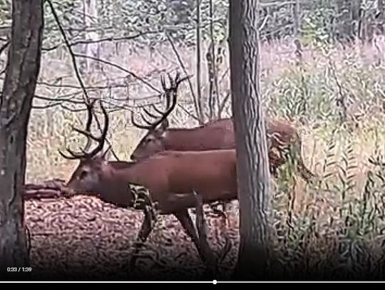 Jesienny spektakl jeleni. Koniecznie z dźwiękiem [FILM]