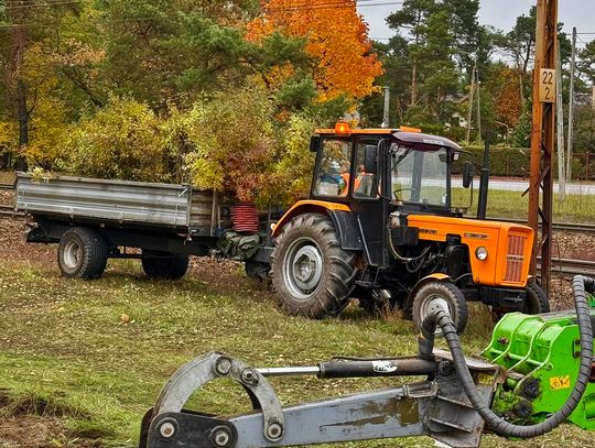 Józefów ratuje drzewa przed masową wycinką wzdłuż linii kolejowej