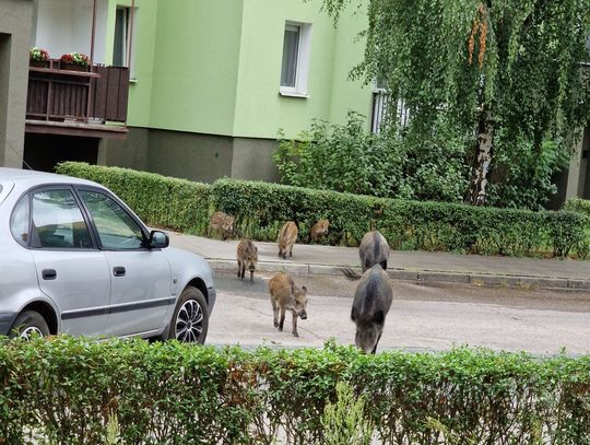 Karczew walczy z dzikami – jakie są rozwiązania?