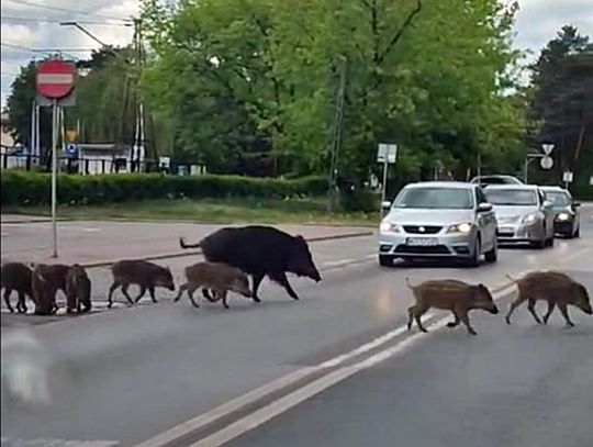 Kierowca celowo wjechał w stado dzików. Jedno ze zwierząt nie przeżyło