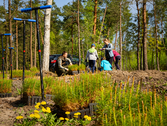 Kolejna akcja sadzenia lasu w Otwocku. Będą też darmowe sadzonki. Gdzie i kiedy? Kolejna akcja sadzenia lasu w Otwocku. Będą też darmowe sadzonki. Gdzie i kiedy?