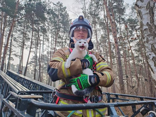 Kot utknął na drzewie. Z pomocą przyszli strażacy