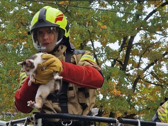 Kotka w opałach. Z pomocą przyszli strażacy