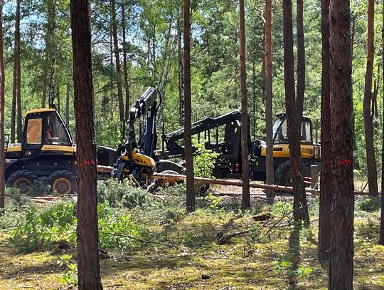 Las między Falenicą a Józefowem do wycinki. Mieszkańcy szykują akcję w terenie