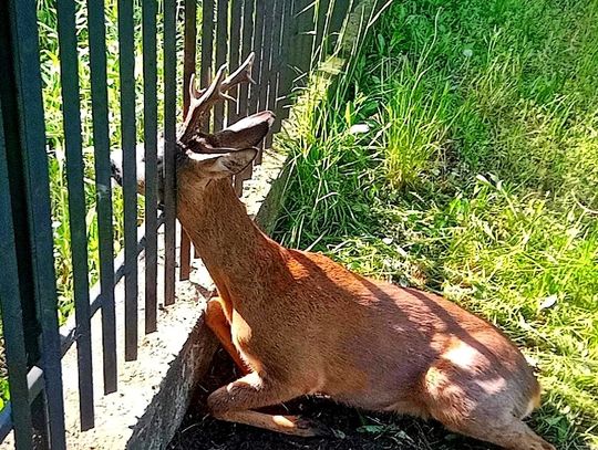 Zwierzę utknęło w ogrodzeniu. Z pomocą przyszli strażacy