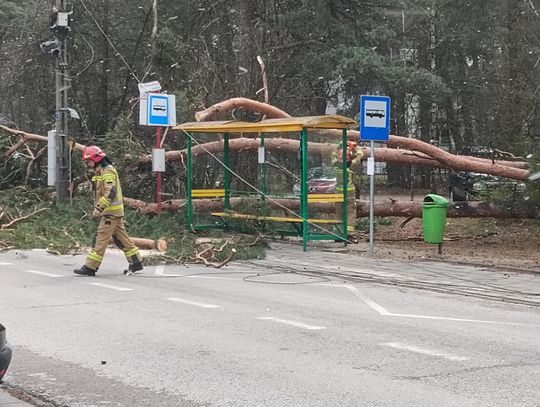 Na przystanek autobusowy przy szkole runęło drzewo