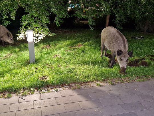 Nocny wypas dzików przy fontannie w centrum miasta