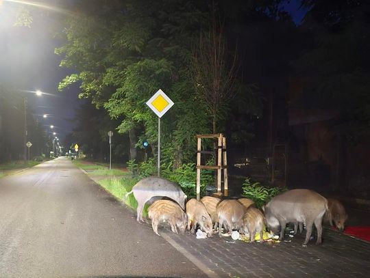 Będzie odstrzał dzików w Józefowie. Kiedy? Będzie odstrzał dzików w Józefowie. Kiedy?