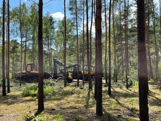 Ogrodzili teren i karczują kilka hektarów lasu w Otwocku