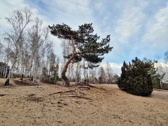 Piękne wrzosowiska niedaleko centrum Otwocka. To idealne miejsce na spacer