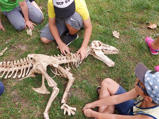 Piknik Naukowy. Paleontologia dla dzieci, egzotyczne zwierzęta i tajemnice kosmosu