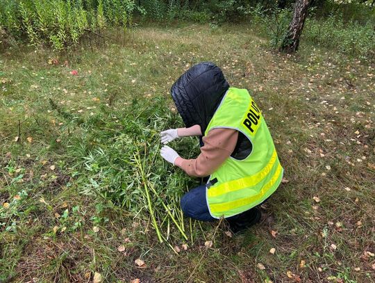 Plantacja marihuany w Otwocku. Narkotyki miały trafiać do szkół