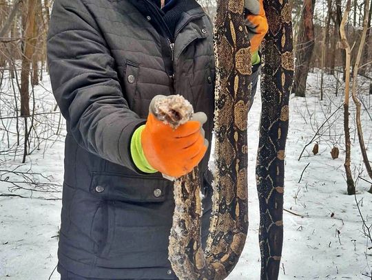 Ponad dwumetrowy pyton leżał wśród drzew. Zwierzę nie miało szans Ponad dwumetrowy pyton leżał wśród drzew. Zwierzę nie miało szans