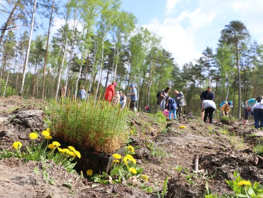 Sadzenie lasu z leśnikami i darmowe sadzonki w Otwocku. Akcja już jutro. Gdzie i kiedy? Sadzenie lasu z leśnikami i darmowe sadzonki w Otwocku. Akcja już jutro. Gdzie i kiedy?