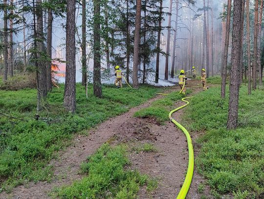Samolot i strażacy w akcji! Płoną lasy w trzech miejscach