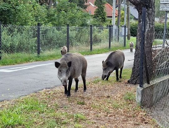 Stado dzików chciało rozszarpać psa. Petarda uratowała mu życie Stado dzików chciało rozszarpać psa. Petarda uratowała mu życie