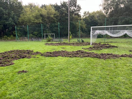 Stado dzików zniszczyło murawę w jedną noc