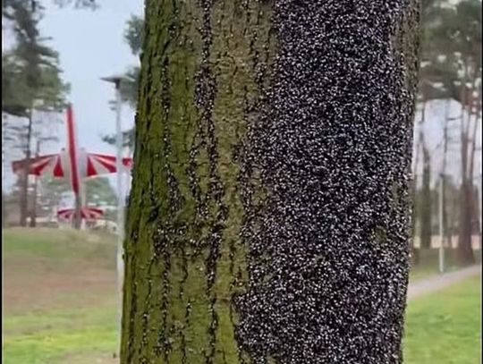 Te owady masowo atakują drzewa w Otwocku i okolicach. Skąd się wzięły?