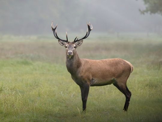 Ten pokaz trzeba zobaczyć! Najpiękniejsze miejsca parku krajobrazowego na zdjęciach – wstęp wolny