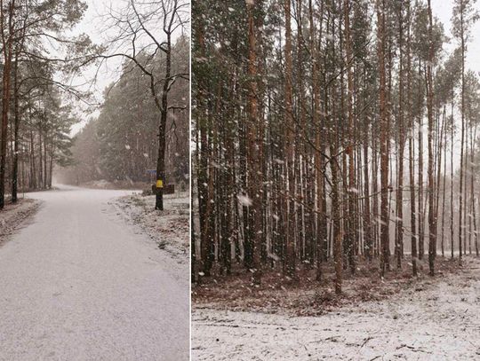 Urząd sprzedaje działki. Wiemy, ile kosztują i co można na nich zbudować