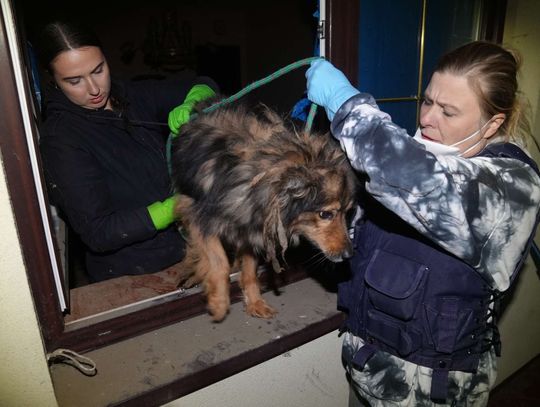 Urząd zabrał głos w sprawie zwierząt z Józefowa