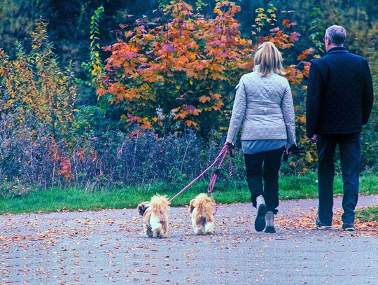 Uwaga, spacerowicze! Nie spuszczaj psa ze smyczy w lesie Uwaga, spacerowicze! Nie spuszczaj psa ze smyczy w lesie