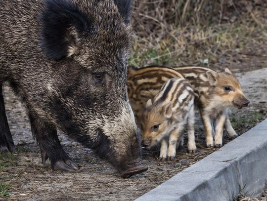W Józefowie strzelali do dzików. Wawer szuka innych metod