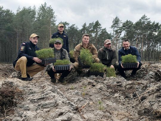 W okolicy Otwocka i Karczewa posadzili tysiące sosen [FOTO]