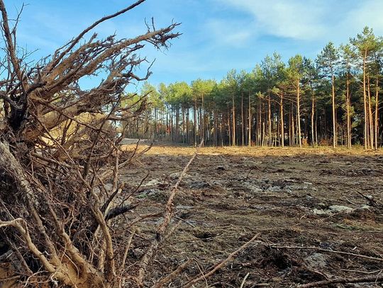 Wycięto setki drzew. Tak wygląda budowa obwodnicy Kołbieli [FOTO]
