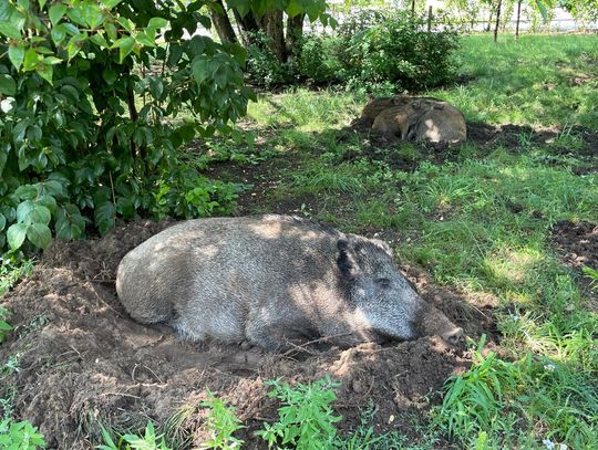 Wyszedł przed dom. Chwilę później zaatakował go dzik