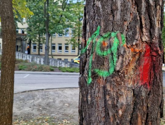 Wytną 70 drzew przy szpitalu w Otwocku. Dlaczego?