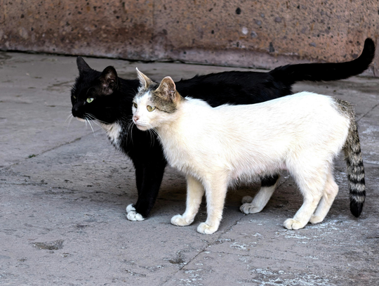 Zbiórka dla bezdomnych kotów w Kołbieli. Mieszkańcy mogą pomóc Zbiórka dla bezdomnych kotów w Kołbieli. Mieszkańcy mogą pomóc