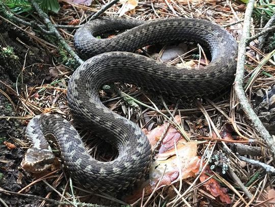 Żmija w domu. Interweniowała straż pożarna Żmija w domu. Interweniowała straż pożarna