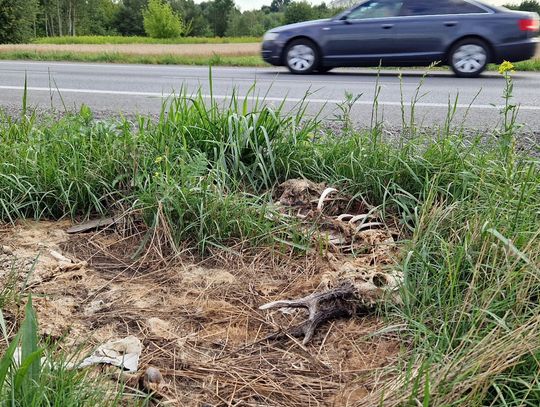 Zwierzęcy cmentarz przy trasie 801 (film nie dla wrażliwych)!