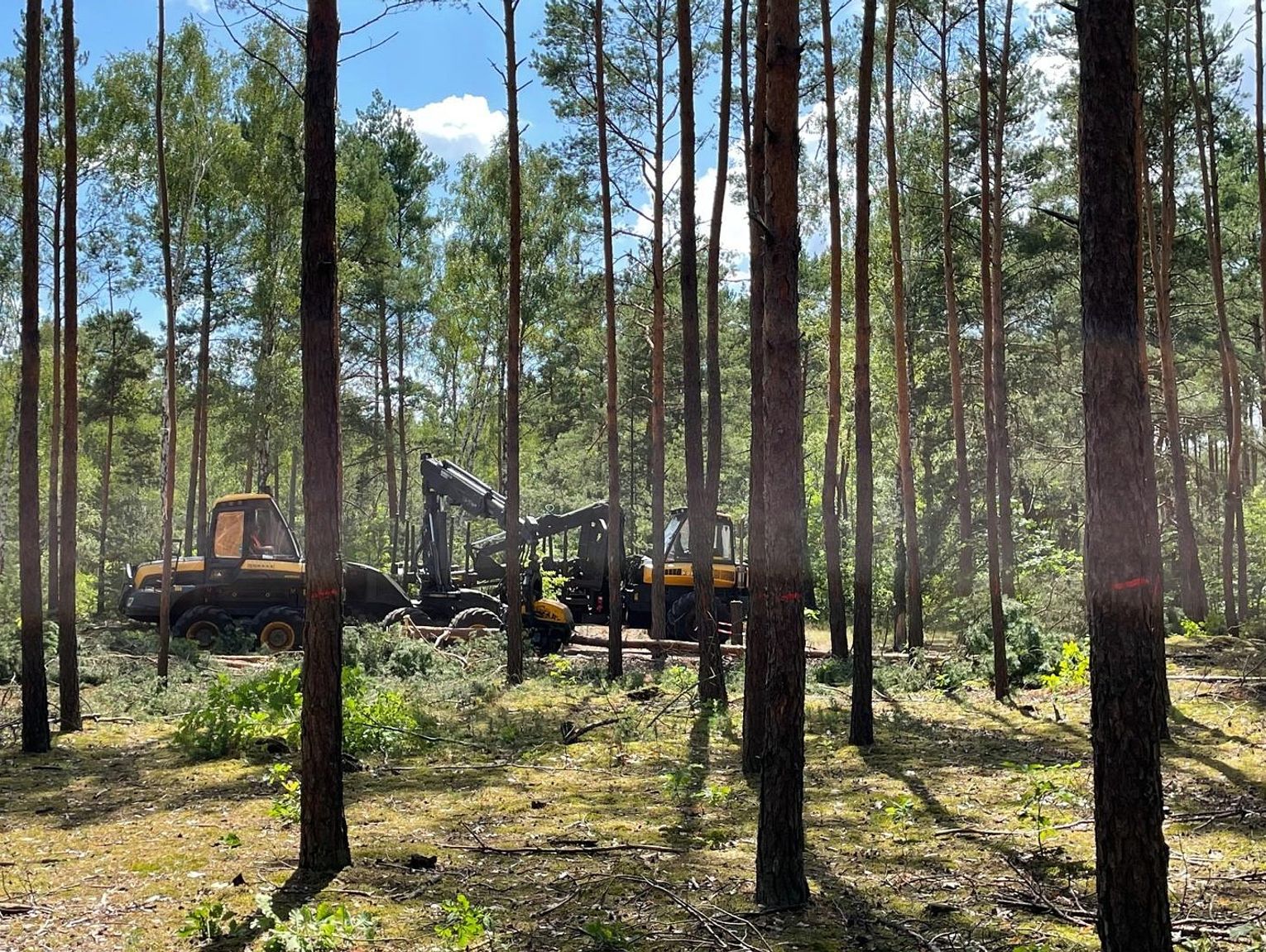 Ogrodzili teren i karczują kilka hektarów lasu w Otwocku