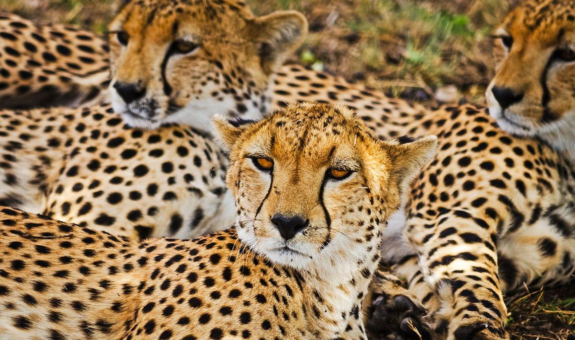 12 zwierzęcych finalistów walczy o tytuł ulubieńca publiczności w stołecznym ZOO 12 zwierzęcych finalistów walczy o tytuł ulubieńca publiczności w stołecznym ZOO