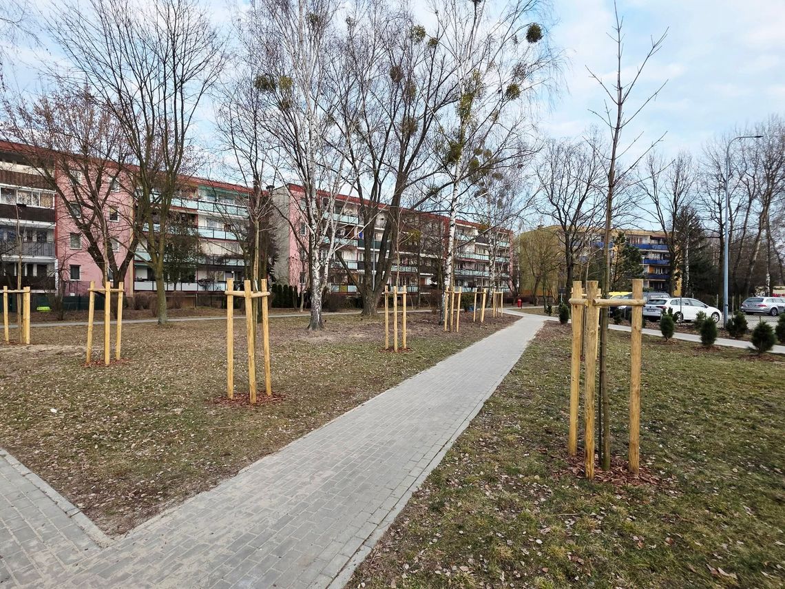 70 nowych drzew w Karczewie. Miasto stawia na zieleń 70 nowych drzew w Karczewie. Miasto stawia na zieleń