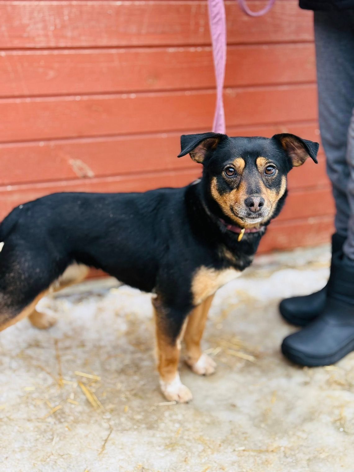 Bazylka ze schroniska w Celestynowie szuka domu
