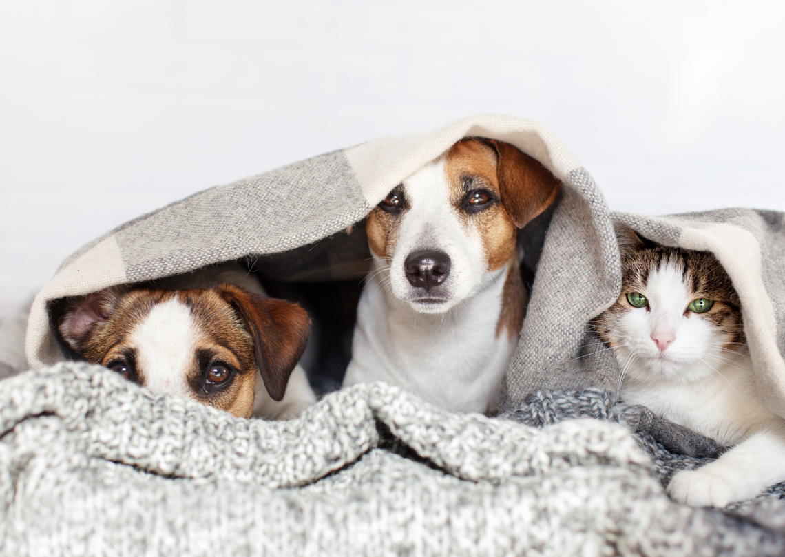 Bezpłatna sterylizacja i czipowanie zwierząt. Rusza nabór w Otwocku Bezpłatna sterylizacja i czipowanie zwierząt. Rusza nabór w Otwocku