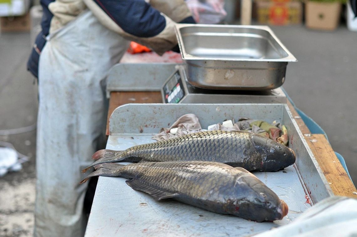 Ceny karpia na Wigilię 2025. Ile kosztuje i gdzie kupić najtaniej? Ceny karpia na Wigilię 2025. Ile kosztuje i gdzie kupić najtaniej?