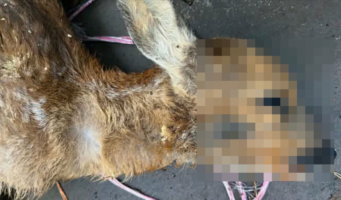 Chcieli uratować młodą sarnę. Pomoc człowieka zakończyła się tragicznie