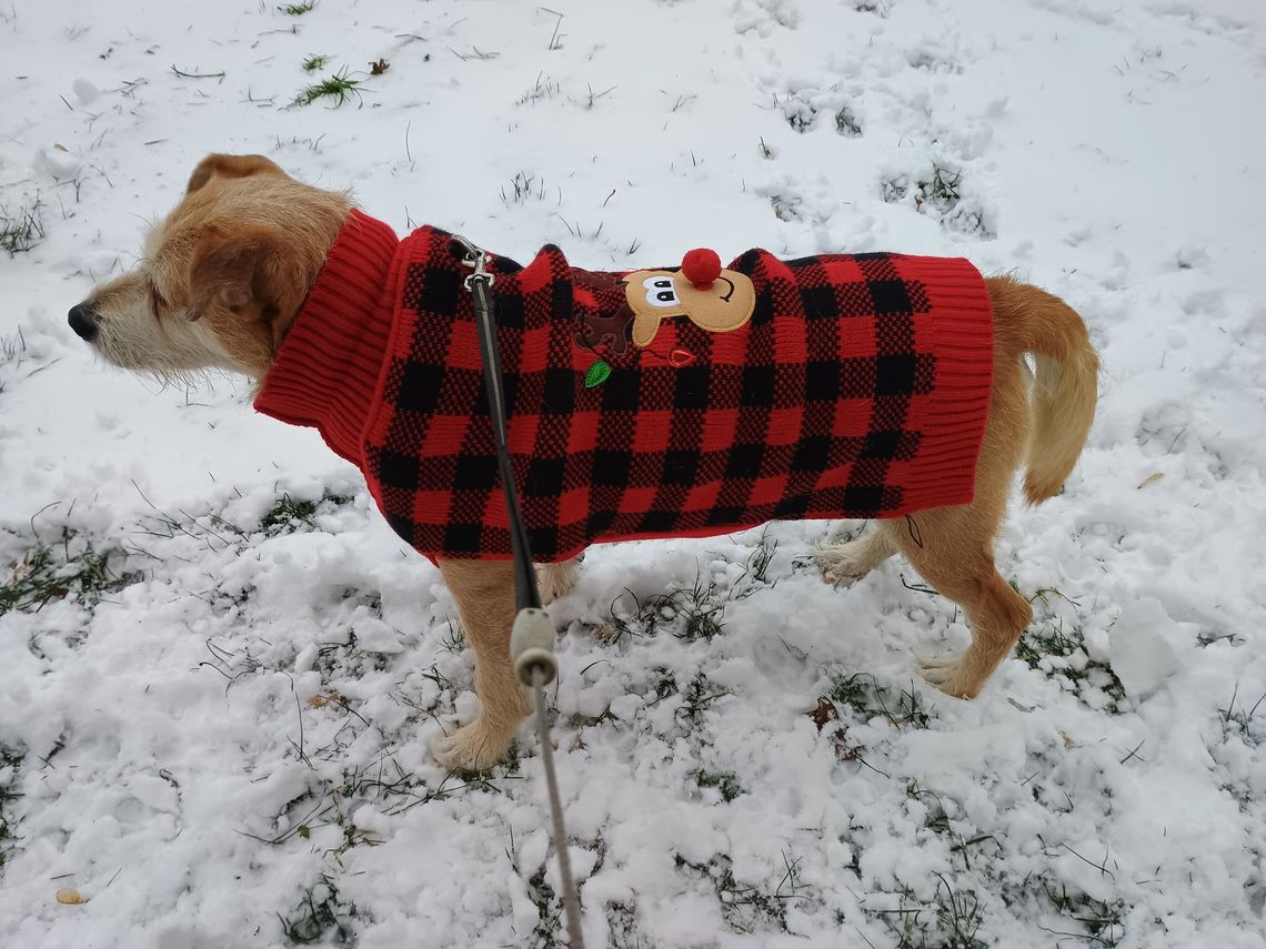 Chemiczne odśnieżanie kontra piasek. Czytelniczka: „Mój pies piszczy z bólu”