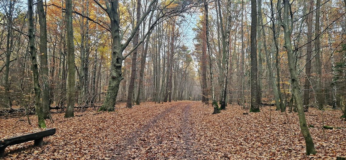 Cicha moc lasów. Tajemnice terapeutycznego spaceru