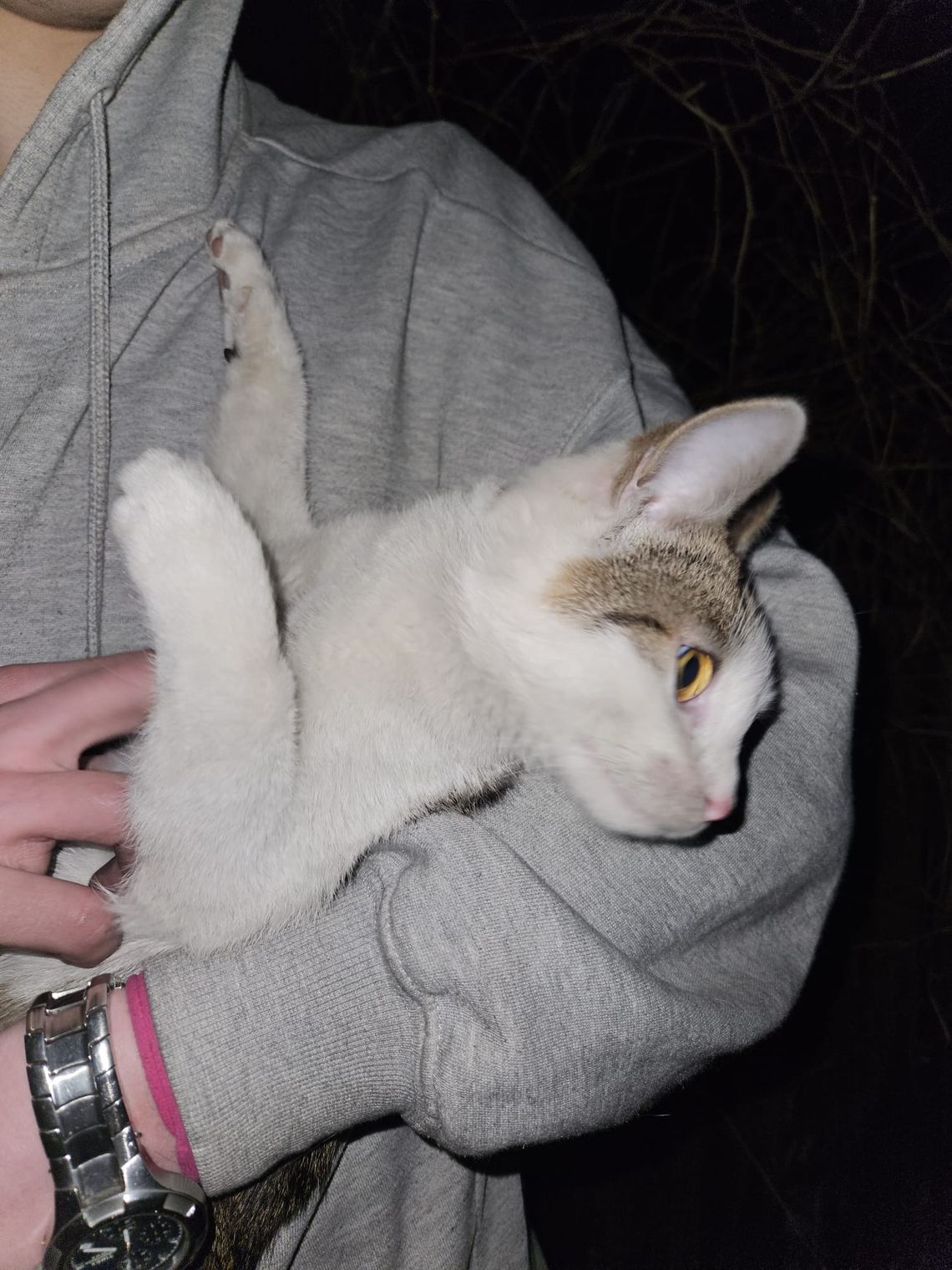 Kot uratował domowników? Mogło dojść do tragedii Kot uratował domowników? Mogło dojść do tragedii