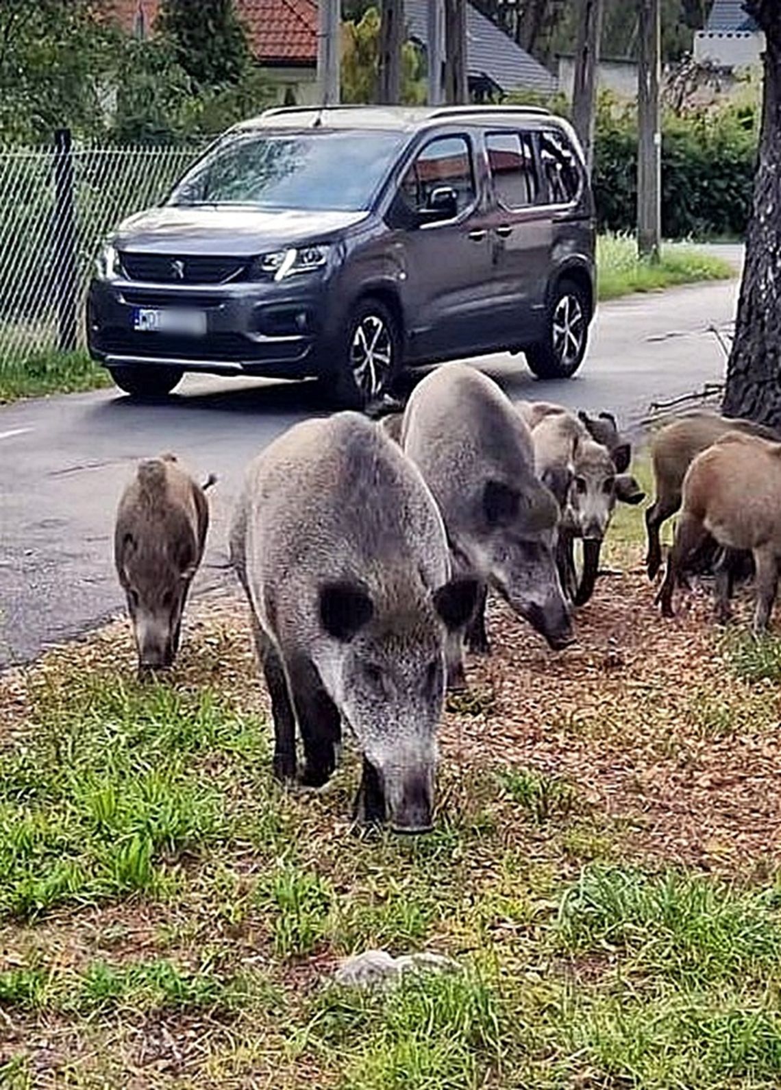 Czy będzie odstrzał 400 dzików z noktowizorami? W tych pięciu strefach mogą paść strzały! Czy będzie odstrzał 400 dzików z noktowizorami? W tych pięciu strefach mogą paść strzały!