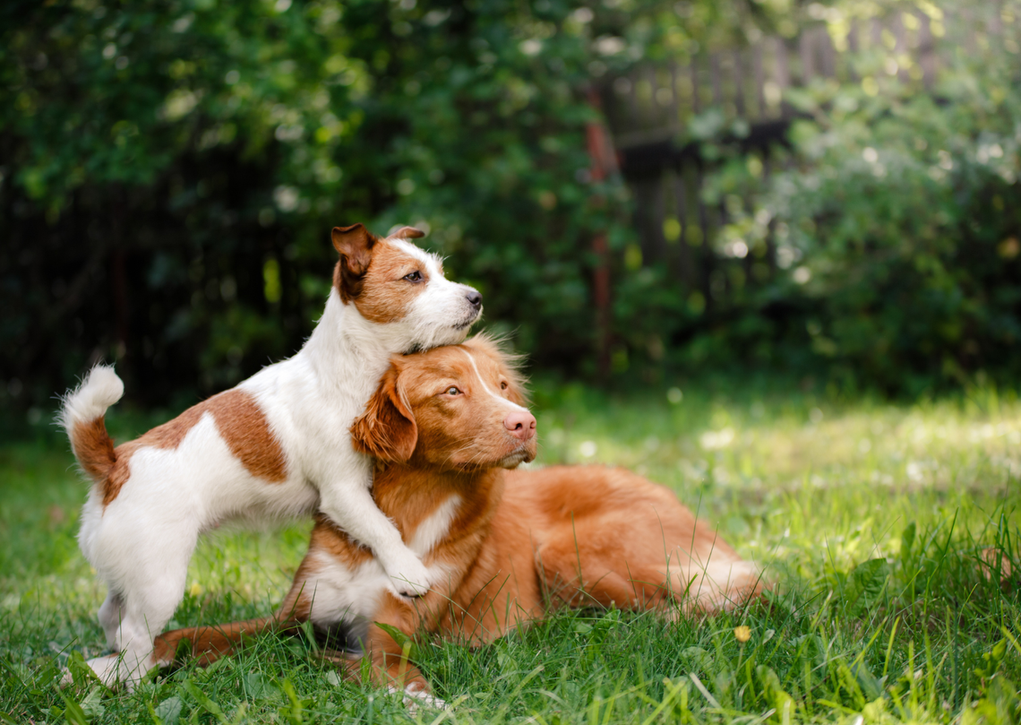 Dzień Czworonoga w Celestynowie – święto wszystkich miłośników zwierząt Dzień Czworonoga w Celestynowie – święto wszystkich miłośników zwierząt