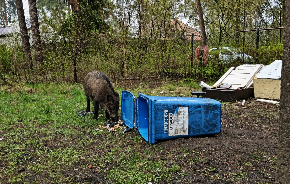 Dzik wpadł do kosza. Interweniowała straż pożarna i policja
