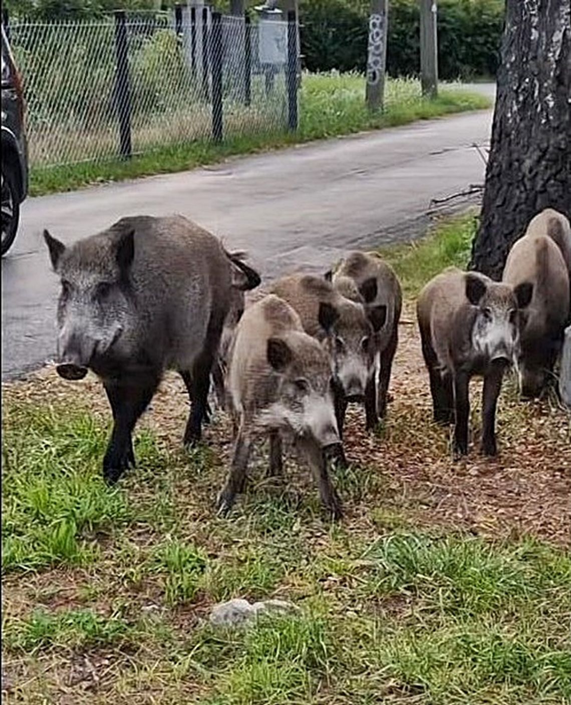 Dzika tragedia o świcie na ul. Żeromskiego